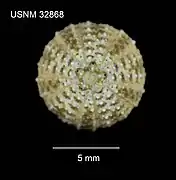 Temnotrema hawaiiensis