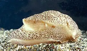 Pleurobranchaea meckelii