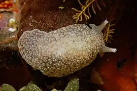 Pleurobranchaea tarda