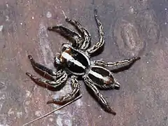 Plexippus paykulli ♂ (Inde)