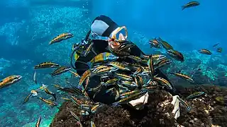 Thalassoma pavo à Oran en Algérie