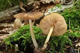 Pluteus phlebophorus (Pluteaceae)