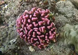 Pocillopora meandrina