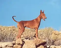 Chien de garenne des Canaries ou podenco canario