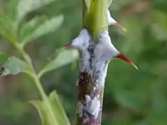 Podosphaera pannosa sur un Rosier.