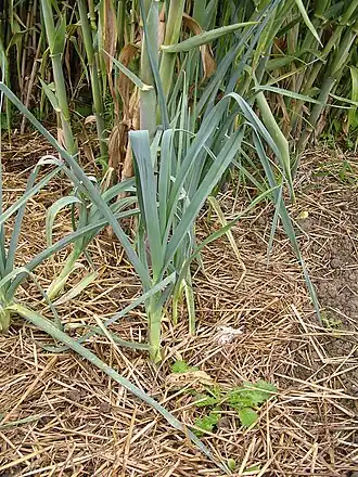 Glauque d'œillet et Glauque d'Abiès du poireau p.&nbsp;247-248.