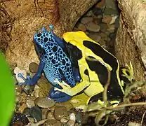 Dendrobates tinctorius "Azureus" (gauche) et Dendrobates tinctorius "Regina" (droite)