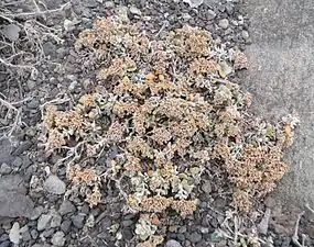 Polycarpaea nivea dans son habitat de Grande Canarie.