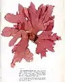 Polyneura bonnemaisonii, planche de l'herbier des frères Crouan (Pierre-Louis et Hippolyte-Marie).