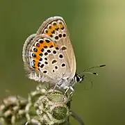 Plebejus argus