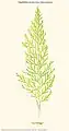 Polyphlebium exsectum