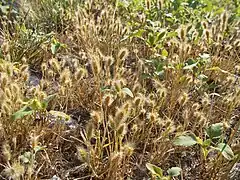 Polypogon de Montpellier.