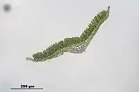 Vue au microscope d'une coupe transversale d'une feuille de Polytrichum formosum. On observe les rangées de lamelles disposées sur la nervure, qui occupe la majorité de la largeur de la feuille.