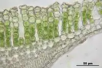 Vue rapprochée d'une coupe transversale d'une feuille de Polytrichum.On observe les rangées de lamelles, et les chloroplastes à l'intérieur des cellules.