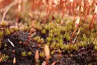 Polytrichum piliferum, espèce de petite taille, ici avec des sporophytes.