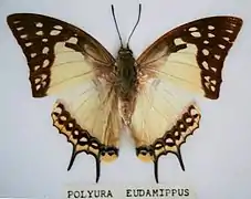 Polyura eudamippus.