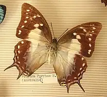 Polyura pyrrhus.