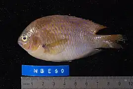 Pomacentrus baenschi