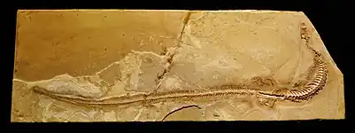 Pontosaurus kornhuberi