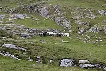 Groupe de poneys gris-blanc dans un paysage d'herbe rase et de rochers