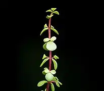 Feuilles opposées, rameau rougeâtre