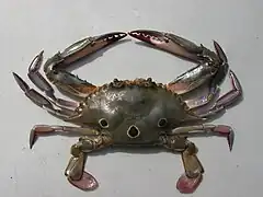 Portunus sanguinolentus