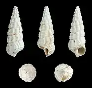 Potamides disjuncta.