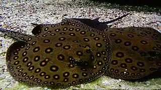 Adultes à l'aquarium du palais de la Porte-Dorée.