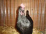 Poule d'Augsbourg noire