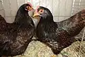 Poules Barnevelder naines acajou à double liseré noir