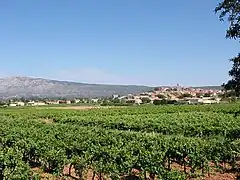 Le vignoble des Côtes de Provence à Pourrières.