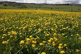 Prairie à pissenlits.