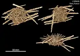 Autre spécimen du MNHN