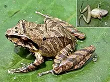Grenouille brune rayée posée sue une feuille. Vue ventrale dans le coin.