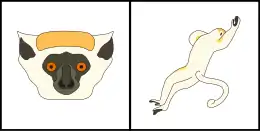 Schéma montrant la coloration typique du pelage de la tête (gauche) et du corps (droite) d'un Sifaka de Tattersall.