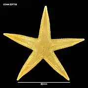 Proserpinaster neozelandicus