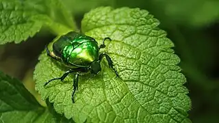 Cétoine verte (Protaetia affinis&nbsp;(en))