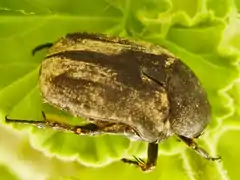 Cétoine oblongue (Protaetia oblonga&nbsp;(es))