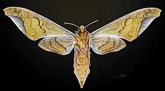 Revers de la femelle MHNT