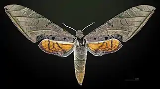 Face dosrale de la femelle MHNT