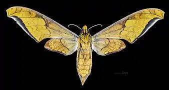 Revers de la femelle (coll.MHNT)