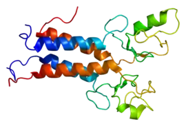 Image illustrative de l’article BRCA1