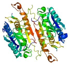 Image illustrative de l’article Caspase 7
