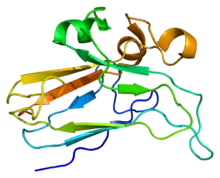 Image illustrative de l’article Éphrine B2