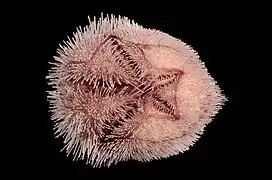 Prymnaster investigatoris, un Schizasteridae