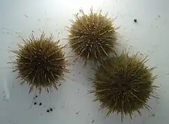 Psammechinus miliaris
