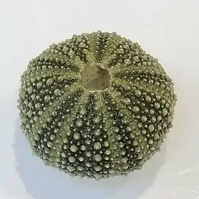 Test de Psammechinus miliaris