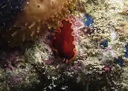 Pseudobiceros gloriosus juvénile