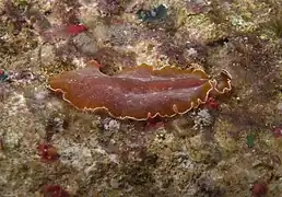 Un Pseudobiceros inconnu