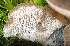 Pseudohydnum gelatinosum(incertae sedis).